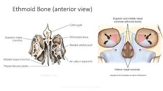 Anatomy of the Calvaria