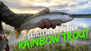 Use Cooked Shrimp to Catch More Stocked Rainbow Trout!