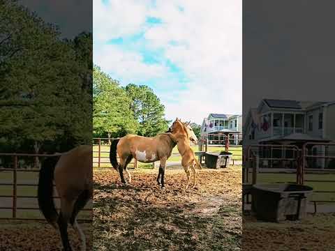 Baby Horse Playing With His Mama! | so cute 🥰🐎❤️  #shorts #horses #foal #babyanimals #babyhorses