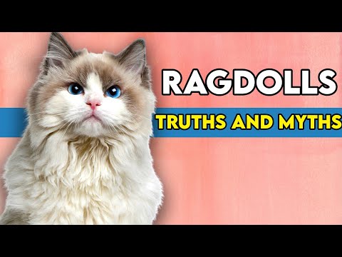 Are Ragdoll Cats Affectionate? This Is What You Need To Know!