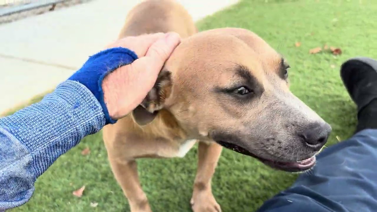 Brownie, a ADOPTABLE mixed breed in Wasco, CA video 6/6