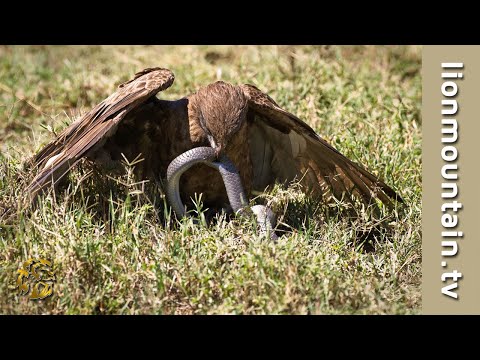 Brown Snake Eagle vs Forest Cobra – Rare Hunt Caught on Camera!