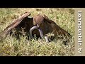 Brown Snake Eagle Vs Forest Cobra Rare Hunt Caught On Camera