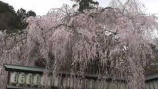 preview picture of video '2007 Sakura (Cherry Blossom), Ooishi-jinja Shrine'