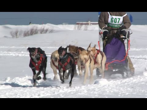 Torneo Wakkanai de trineos tirados por perros de la Copa de Japón