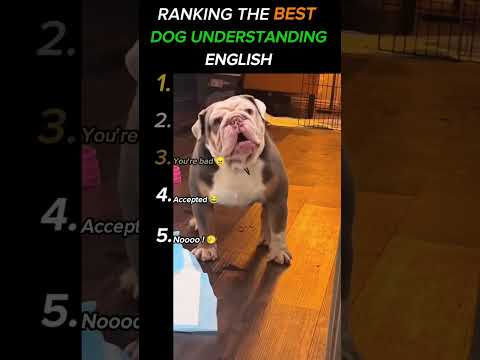 Ranking the best dog understanding English 🤣🐕
