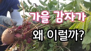 가을 감자 꼴라지가 왜 이런거야?