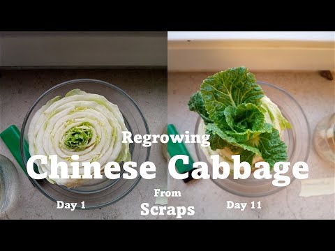 An Easy Way To Grow Chinese Cabbage From Kitchen Scraps