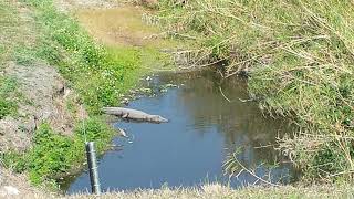 Emerson, Lake &amp; Palmer - "Love Beach"  "All I Want Is You" ELP "Taste of My Love"