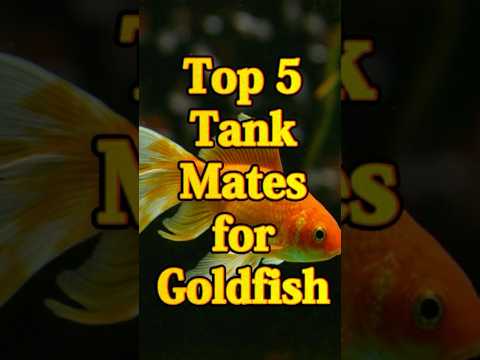 Top 3 Goldfish Tank Mates 🐟💛 | Peaceful & Safe Companions! #shorts #goldfish #fishfacts