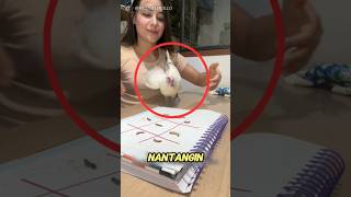Download lagu This girl is playing a fun game with her chicken😱 mp3