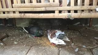 Download lagu Merpati Tak Pernah Ingkar Janji... mp3