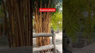 Download lagu mitos kekuatan supranatural bambu kuning #mitos #supranatural #bambukuning #viral #shorts mp3