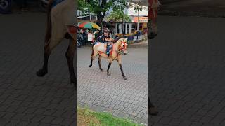Download lagu Brown horse Cikunir horse #comedy #horses mp3