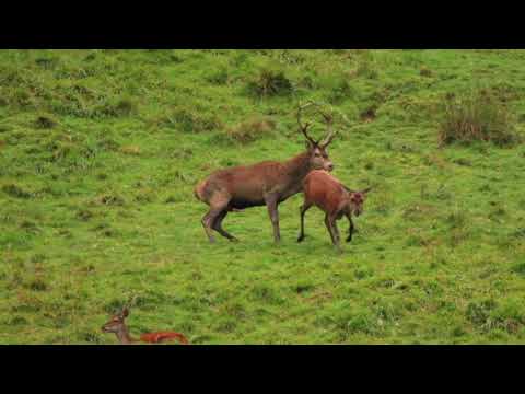 Brame du cerf en Pays d'Aspet N°5. le 30 septembre 2017.