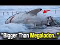 Australian Beachgoers Said They Ll Never Swim Again After Filming Megalodon Sized Shark Washed Shore
