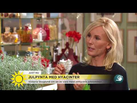Så lyckas du med julblommorna - Nyhetsmorgon (TV4)