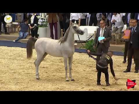 N.10 OMSIA AL WAAB - SEWC 2019 - Yearling Fillies (Class 1B)