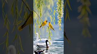 poco 4k video #love #fowllowme