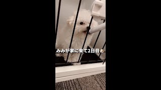 【犬との暮らし２日目】人間界にすぐ適応してしまう犬がこちらw #shorts