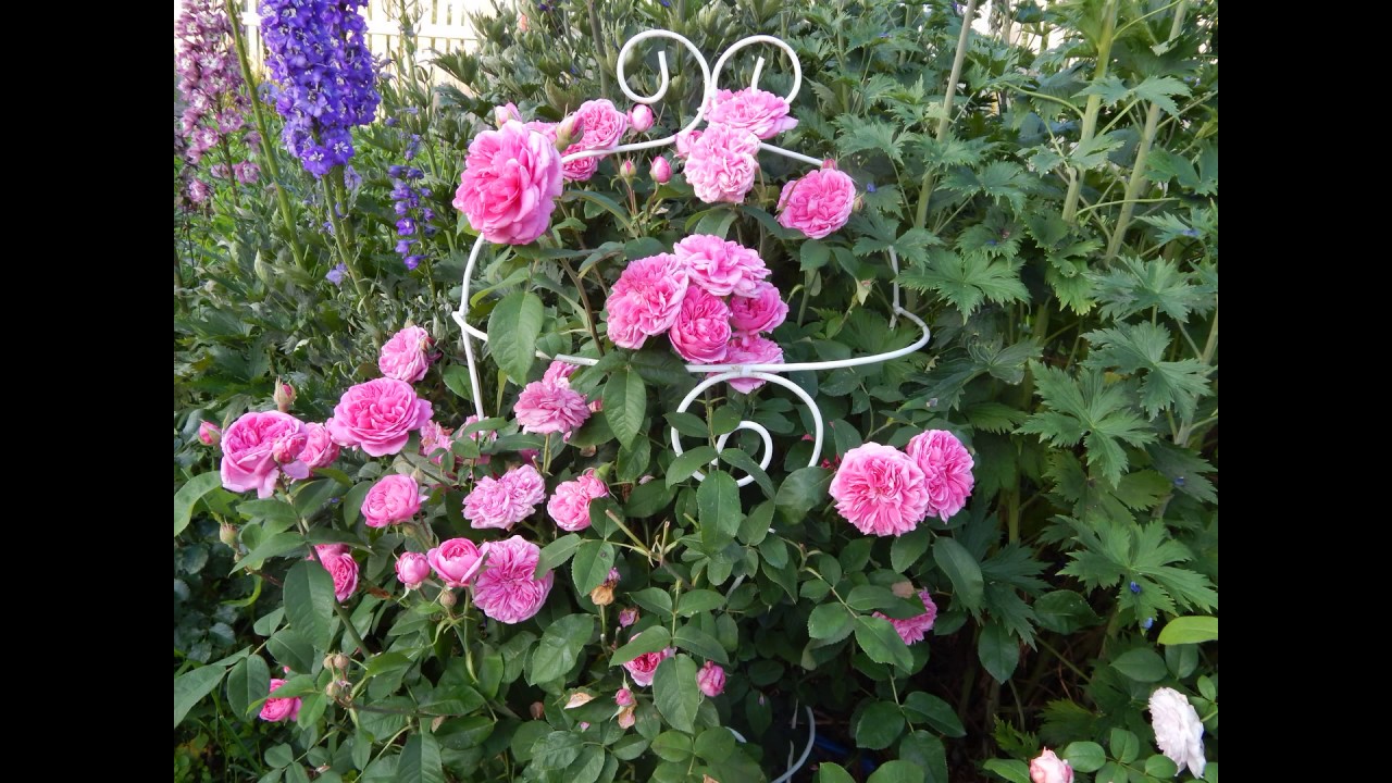 Rosa Austin &#39;Gertrude Jekyll&#39;