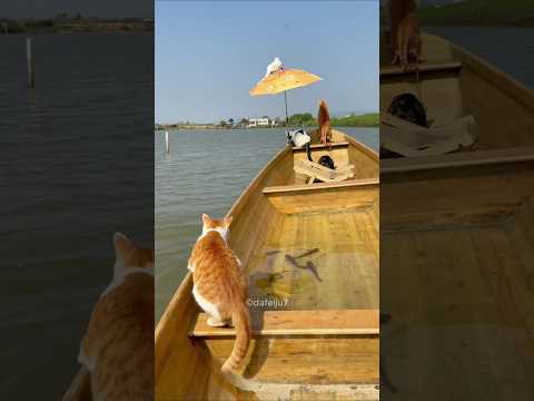 Cats Who Love Fishing😍