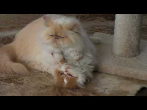 Koufteh,Atish: Persian Cats