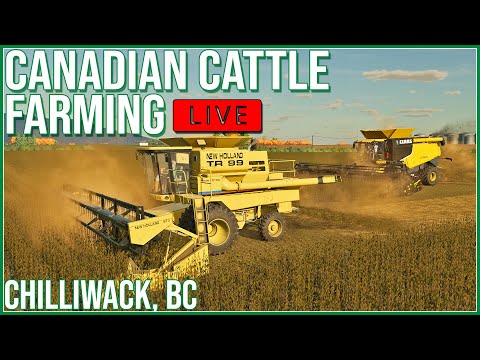 🔴LIVE 🔴 Old vs New combining soybeans - The Canadian Cattle Farmer - Episode 10