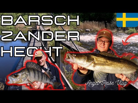 Angeln in Schweden auf Barsch, Zander & Hecht [Catch & Cook]