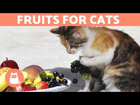 The BEST FRUIT for CATS - Feeding Guide & Benefits