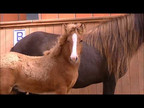 Fohlenprüfung Kronshof 2017