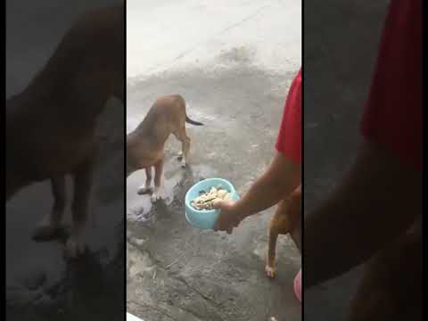 FEEDING A STRAY DOG IN 5 CONSECUTIVE DAYS! ( TAGSIP, SHIREEN ANN S.   BSP 1208 PROJECT IN ITP)