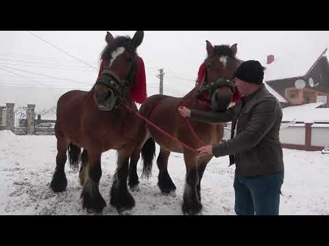 Iepele lui Mirel de la Capu Campului, Bucovina - 2021 Nou!!!