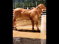 70 Days Old Red Brahman Bull