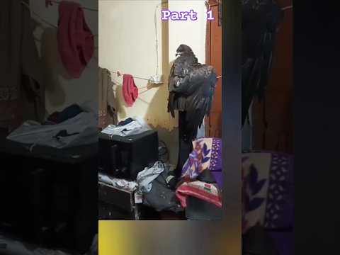 Aarifa animal lover , mujhe aap sab logo ke support ki bhot zaroorat h . #shorts #trending #viral ❤️