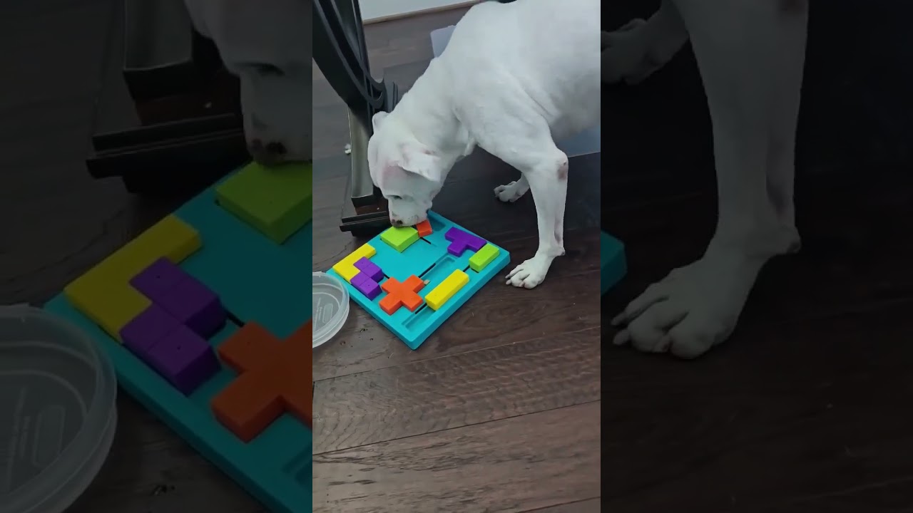 Enlarge Tobey (obedience trained/house trained/ energetic), a Adoptable mixed breed in Conroe, TX video 6/6