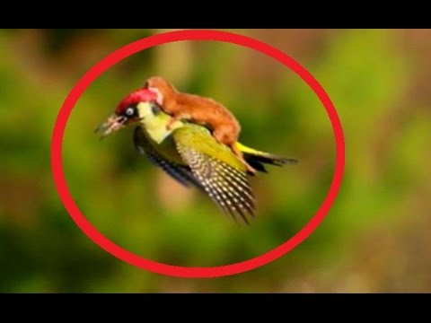 Extraordinary  Weasel rides on woodpecker's back HD
