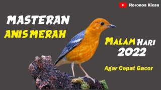 Download lagu The sound of the red anis bird at night so that it sounds quickly mp3 Download lagu The sound of the red anis bird at night so that it sounds quickly mp3