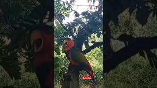 Download lagu Nuri MARAH. Suaranya keras, sorot mata tajam#shorts mp3