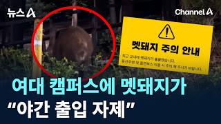 여대 캠퍼스에 멧돼지가…“야간 출입 자제”