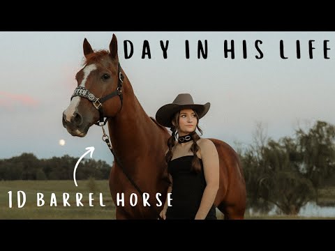 Day In The Life Of A 1D Barrel Horse!