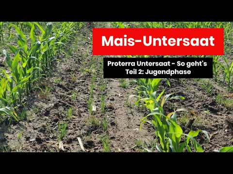 Mais Untersaat - so geht's Teil 2: Jugendphase Proterra