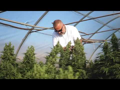 SACRED LEAFS  | Hanf Farm Österreich