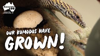 How Are Our Komodo Hatchlings Going?