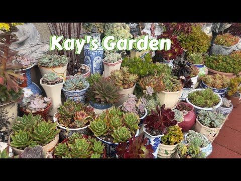 Kay's Garden Tour - March 2025