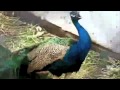 Vantorre Flikken in het Blauw