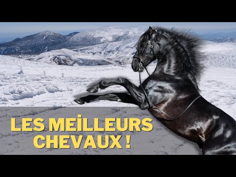 , title : 'Quelle Est La Meilleure Race De Cheval?'