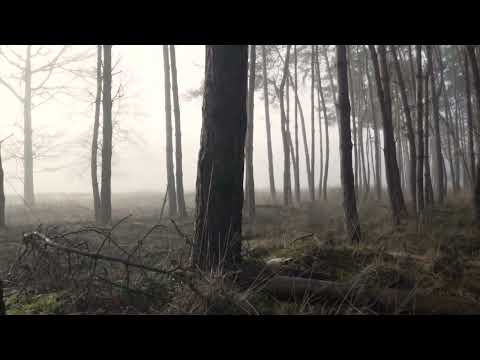 Forest (Film music)
