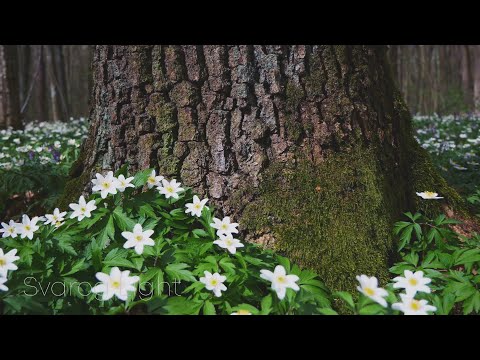 Svarog Light - Повідай мені дубе про світ🌿 ( 2024 )