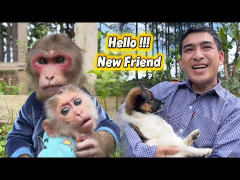 Super Surprise! Monkey Max and Hope Wellcome New Member of Family!